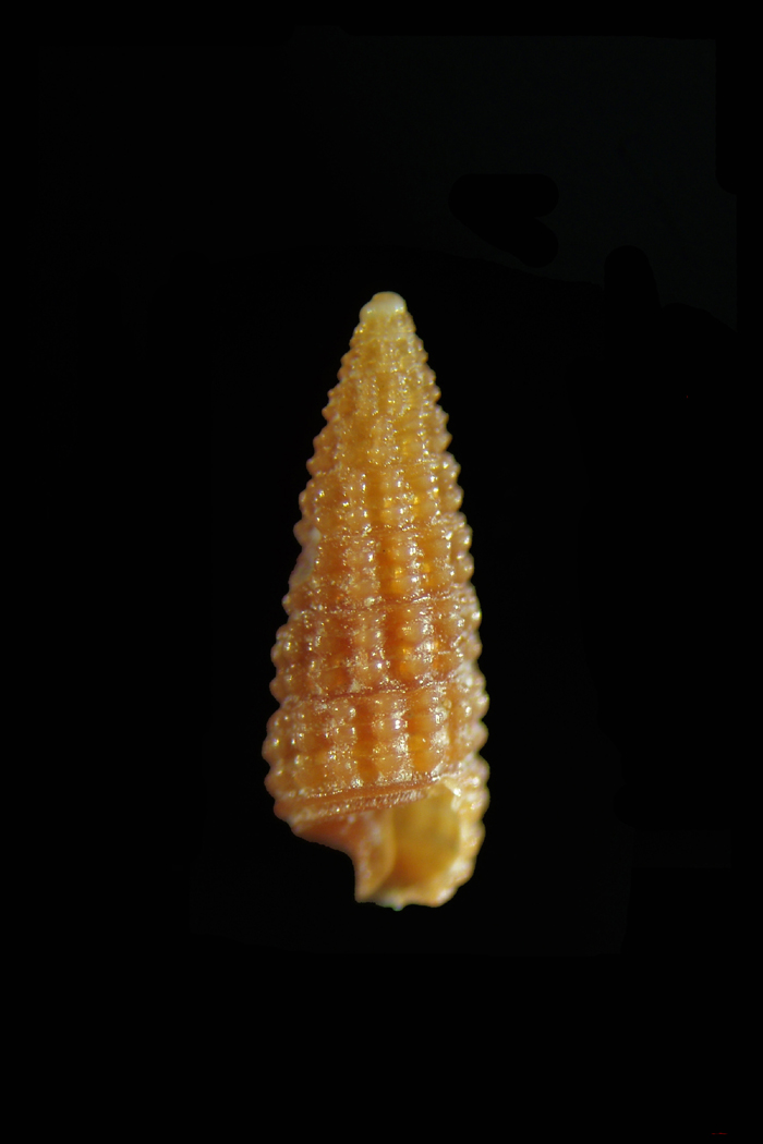 Dubbio su Cerithiopsis